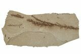 Dawn Redwood (Metasequoia) Fossils - Montana #277535-1